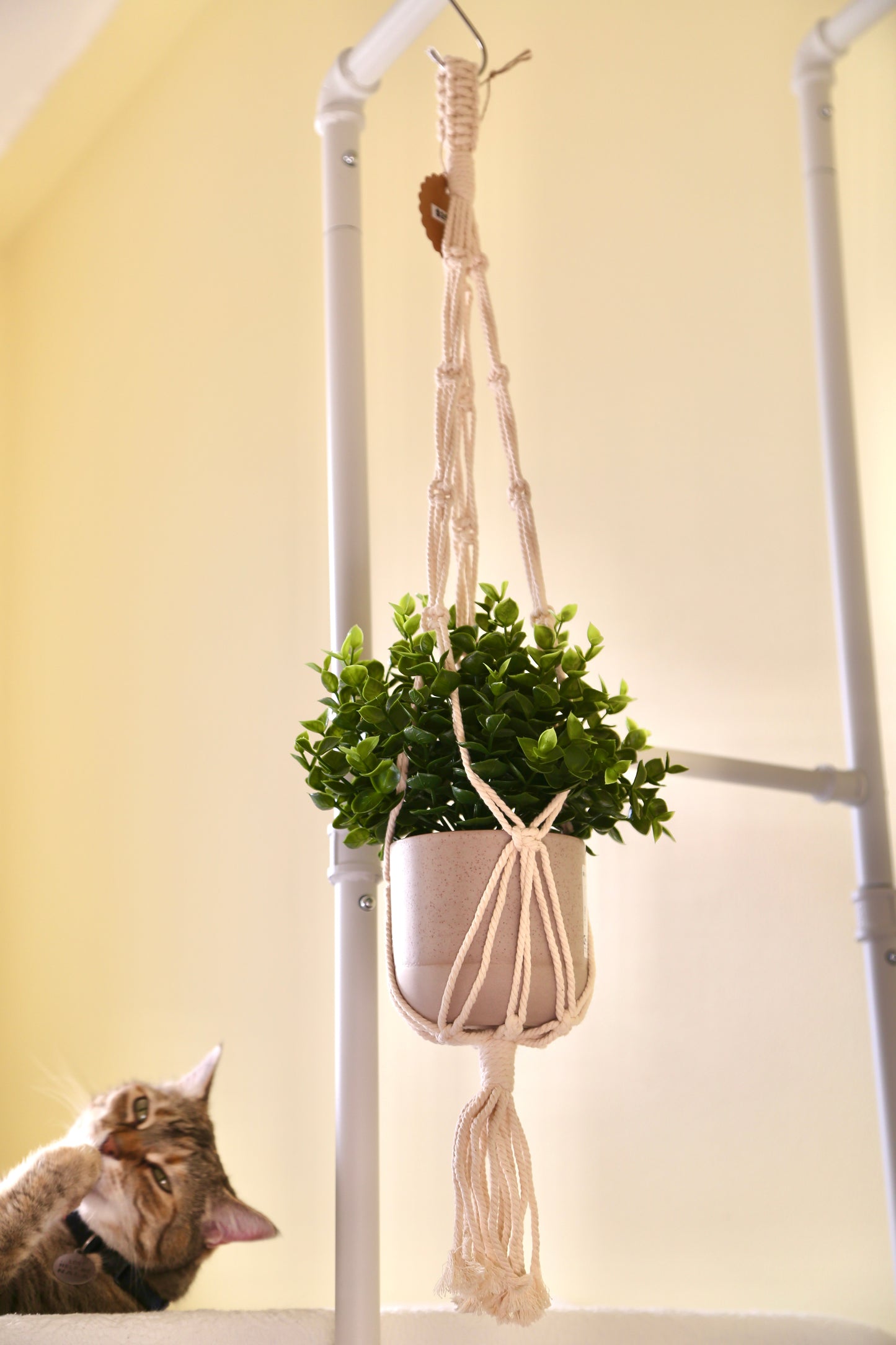 Macrame Plant Holder - D